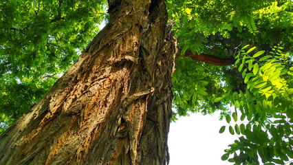 Acacia tree with complex bizarre bark pattern © serjblack