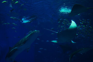 Tropical Fish and Fish Tank at Aquarium in Japan - 日本 水族館 熱帯魚