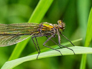 Close up macro photograph of a Female Banded Demoiselle, Broad winged Damdelflie. Calopteryx splendens. Jewelwings