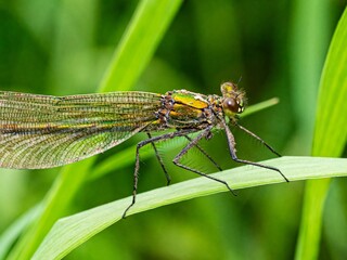 Close up macro photograph of a Female Banded Demoiselle, Broad winged Damdelflie. Calopteryx splendens. Jewelwings