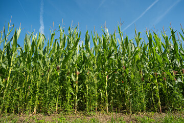 Green corn field in Europe. Sunny summer day, no people