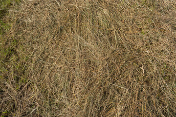 Dry wheat stalks in a field after harvesting. Sunny summer day, no people