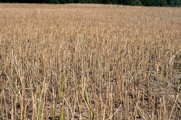 Fototapeta premium Dry wheat stalks in a field after harvesting. Sunny summer day, no people