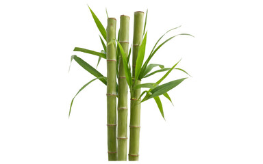 Tall bamboo plant green leaves standing upright white sugar cane stalk isolated