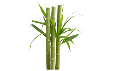 Tall bamboo plant green leaves standing upright white sugar cane stalk isolated