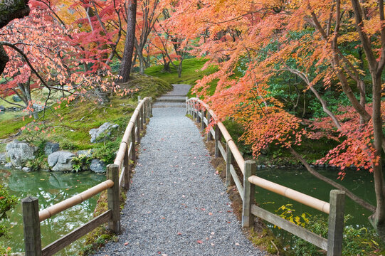 Sento Imperial palace gardens, lake and wooden bridge and Acer trees in autumn.