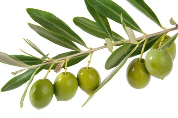 olive oil benefits