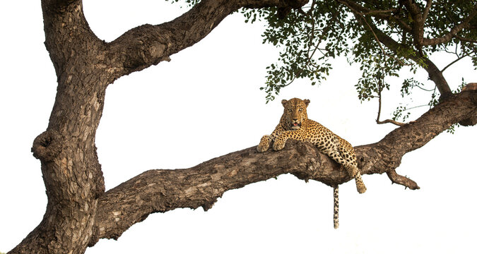 A male leopard, Panthera pardus, lying down on a branch.