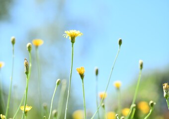 Blumenwiese