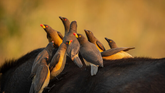 Yellow Billed Oxpeckers, Buphagus africanus, on a buffalo.