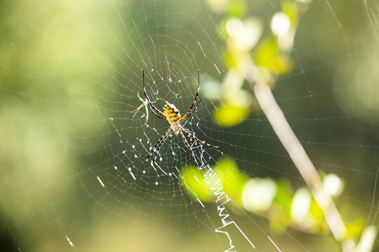 A Garden Orb, Araneidae, on its web.
