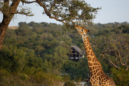 A giraffe, Giraffa, eating leaves from a tree.
