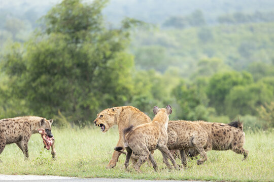 A lion, Panthera leo, and hyena, Hyaenidae, fighting over a zebra carcass.