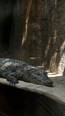 Crocodile in the zoo