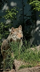 wild wolf in zoo