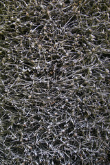 Close-up image of brushwood in a graduation tower, used for salt production. The towers are common in spa towns, they help evaporate water from saline solutions, concentrating the salt.