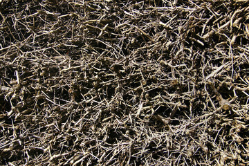 Close-up image of brushwood in a graduation tower, used for salt production. The towers are common...