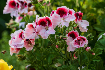 Pelargonium grandiflorum flowers blooming in the garden