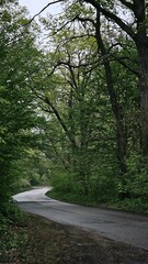 Obraz premium road in the woods