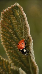 Macro of the ladybird on a leaf