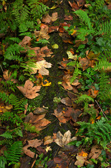path in the autumn woods. A path covered with autumn leaves with ferns on the sides.