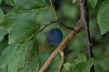 Blackthorn berry, or Sloe in late summer
