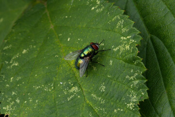 Common green bottle fly