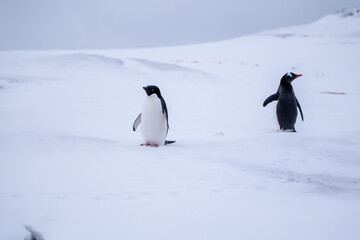 Obraz premium Gentoo and Adelie penguins in Antarctica. Wild nature