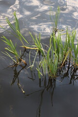 aquatic plants with their reflection on the lake among the waves