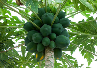 Papaya fruit. Carica papaya. Selective focus.