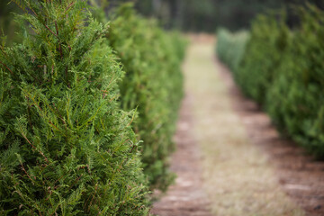 Outdoor Christmas tree lot with sheared fresh cut trees on display for sale, sunny winter day