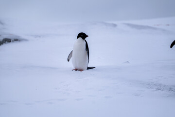 Adelie penguins in Antarctica. Wild nature. Snow. South Pole