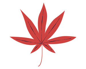 Red leaf illustration of Japanese maple. Minimalist style drawing with rough texture details isolated on white background.