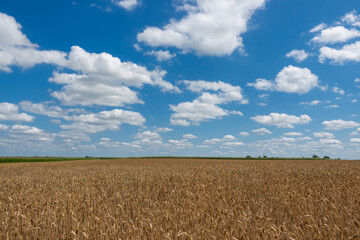 Golden, ripe wheat ears against the blue sky. Photo taken on a sunny day.