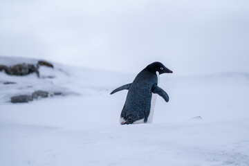 Adelie penguins in Antarctica. Wild nature. Snow. South Pole