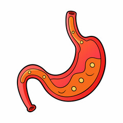  Human stomach cartoon vector illustration