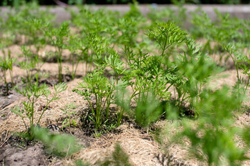 Organic Carrot Plants Growing in Mulched Garden Bed