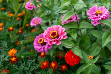 Vibrant Garden Blooms: Pink Zinnias and Red Marigolds