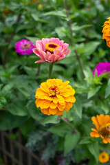 Vibrant Pink Zinnia Flower with Bee Pollination