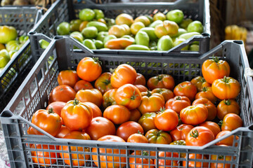 Fresh Tomatoes and Green Tomatillos in Market Baskets