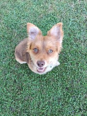 Portrait of a stray puppy in a garden.