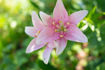 pink blooming lilies on a flower bed in a public park on a summer day