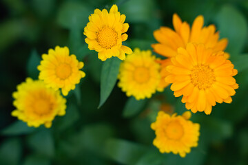 yellow marigold flowers on a background of green leaves