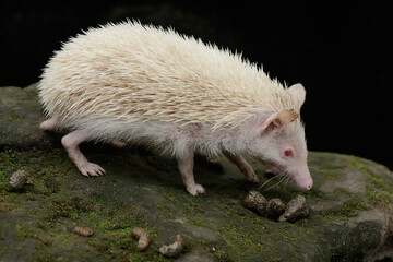 The appearance of a young hedgehog is dashing and dignified. This mammal has the scientific name Atelerix albiventris.