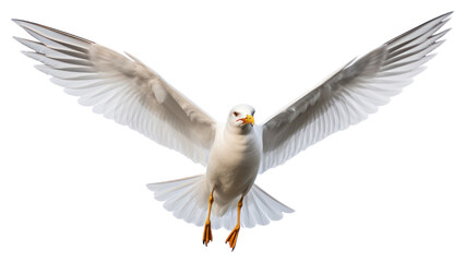 Obraz premium PNG Seagull animal flying bird.