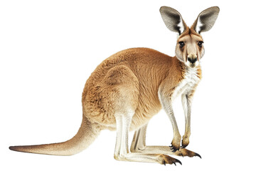 A majestic kangaroo poses gracefully, showcasing its powerful legs and unique features in a natural setting.