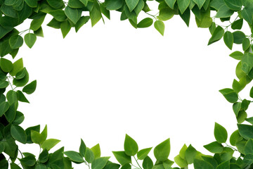 Obraz premium PNG Green leaves frame backgrounds plant herbs.
