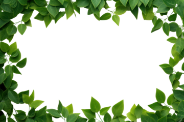 PNG Green leaves frame backgrounds plant herbs.