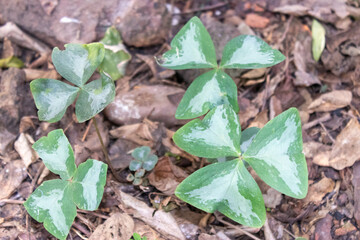 Plantas de Tréboles en el suelo 