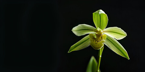 Fototapeta premium Green Orchid Blooming Against Black Background